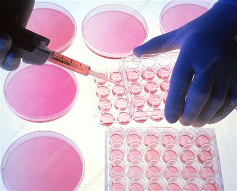 Cell Cultures In Petri Dishes And Multi Well Trays Stock Image G350