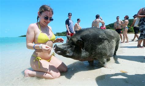 Koh Samui Jet Ski Safari To Pig Island Koh Samui Tours