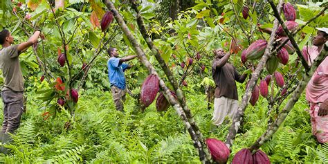 La saga du cacao contée par les chemins d Afrique Le Point Page 2