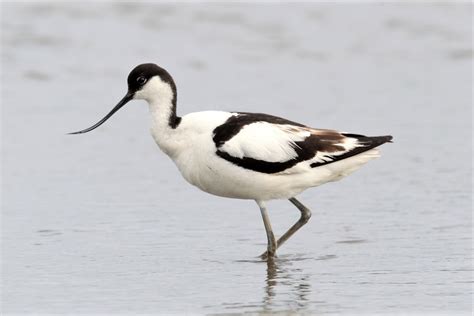 Wading Birds Bird Aware Solent