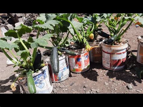 Growing Zucchini In 10 Minutes Tips For Growing Zucchini In Containers