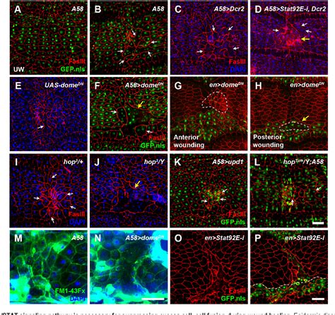 Figure 1 From Spatiotemporal Regulation Of Cell Fusion By JNK And JAK