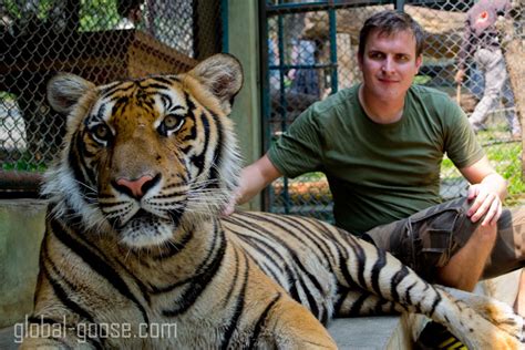 Tiger Kingdom, Chiang Mai - Making Friends With Tigers in Thailand