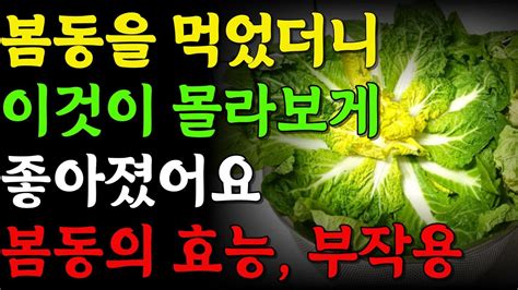 봄동 이렇게 드세요 암과 치매의 걱정에서 벗어날 수 있습니다 봄동 최악의 궁합인 3가지와 만성 염증과 독소 싹 빼주는