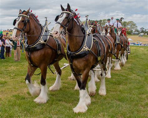 Budweiser Clydesdales Photograph by Robert L Jackson - Pixels