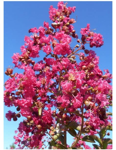 LAGERSTROEMIA YANG TSE Lilas Des Indes