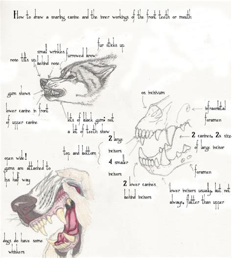 Wolf Teeth How To By Ebydae On Deviantart