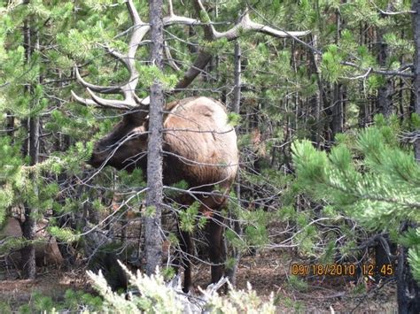 Bull Elk. 2010 Rut. Madison Junction, Yellowstone National Park | Yellowstone national park ...