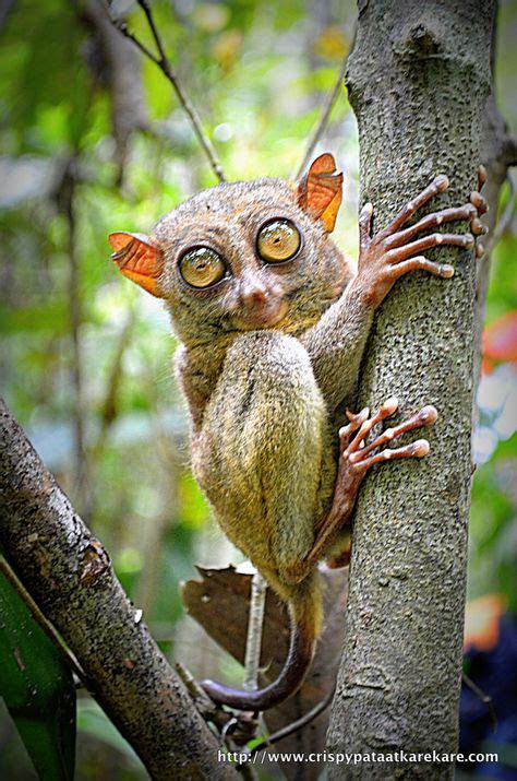 15 Tarsier, Loris, Bush Babies ideas in 2021 | tarsier, primates, cute ...