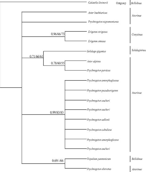 Fifty Percent Majority Rule Consensus Tree Resulting From Bayesian