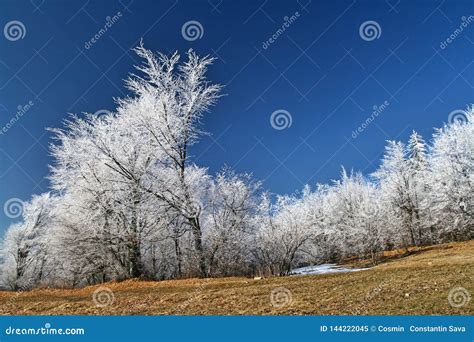 Árvores Congeladas Brancas O Céu Azul Imagem de Stock Imagem de