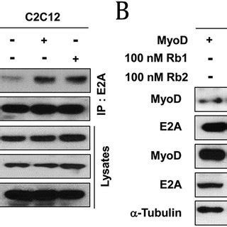 Rb1 And Rb2 Enhance MyoD Mediated Myogenic Conversion Of RD Cells A