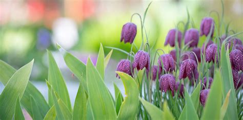 Fritillaria – Garden Wildlife