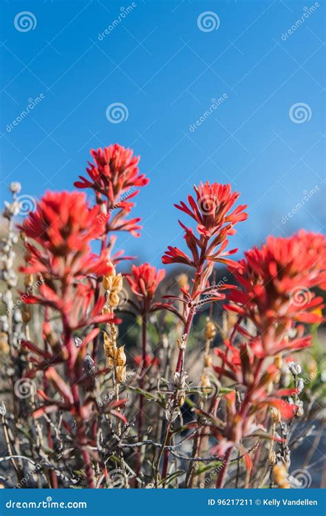 Desert Indian Paintbrush On Blue Sky Stock Image Image Of Blue