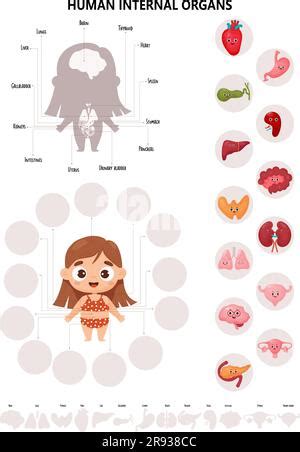 Anatomie Des Menschlichen K Rpers Infografiken Mit S Em Schwarzem