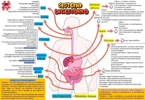 Sistema Digest Rio Resumos E Mapas Mentais Infinittus