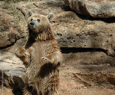 grizzly bear standing up Stock Photo | Adobe Stock