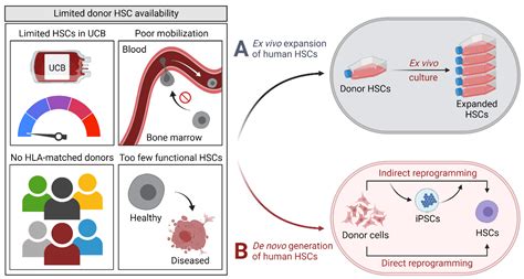 Cells Free Full Text De Novo Generation Of Human Hematopoietic Stem