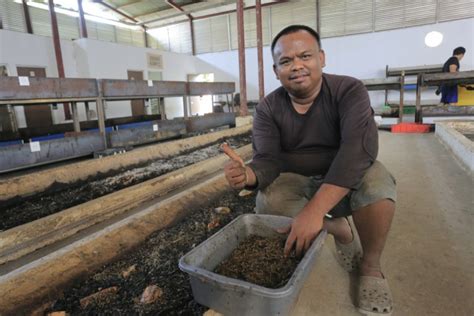 Urai Sampah Organik Dlh Budidaya Maggot