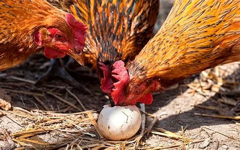 Qué hacer cuando las gallinas se comen los huevos