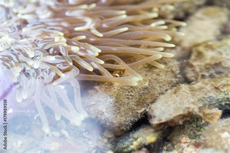 Sea Anemones Are A Group Of Marine Sea Anemones Are Classified In The Phylum Cnidaria Class