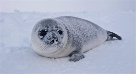 Hooded Seals: Characteristics, reproduction, habitat and more