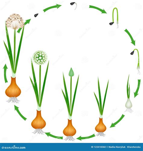 Life Cycle Of A Onion Plant On A White Background Vector Illustration