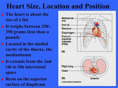 Introduction To Cardiovascular System Ppt