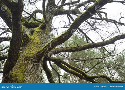 Grande Rvore Em Floresta E Pedras Cobertas De Musgo Verde Imagem De