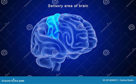 Sensory Area of Human Brain Stock Illustration - Illustration of lobe ...