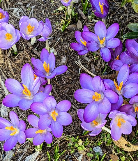 More Spring Flowers Around the Farm - The Martha Stewart Blog