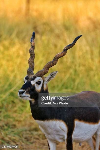 Ratangarh Churu Photos and Premium High Res Pictures - Getty Images