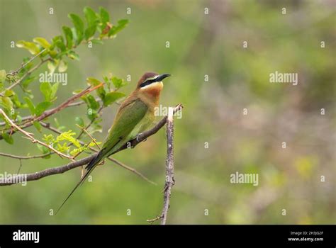 Madagascar Bee Eater Merops Superciliosus Beautiful Colored Bee