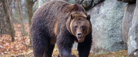 Grizzly Bear Habitat | North Carolina Zoo