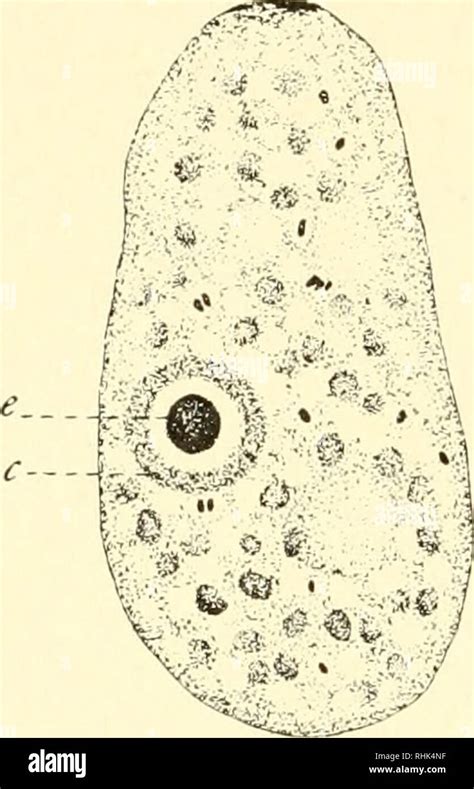 The Biology Of The Protozoa Protozoa Protozoa 60 Biology Of The Protozoa Structures After