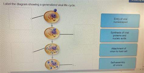 Solved Label the diagram showing a generalized viral life | Chegg.com