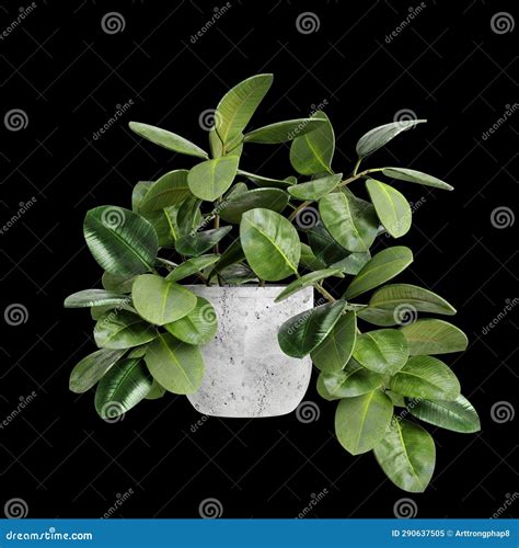 3d Illustration Of Houseplant Isolated On Black Background Stock