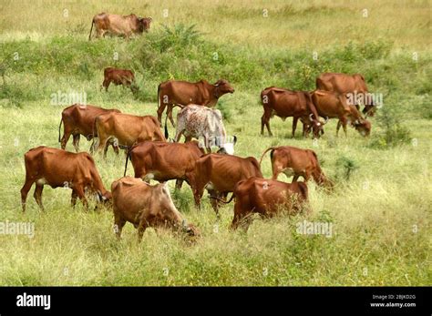 Indian Cow Grass Hi Res Stock Photography And Images Alamy