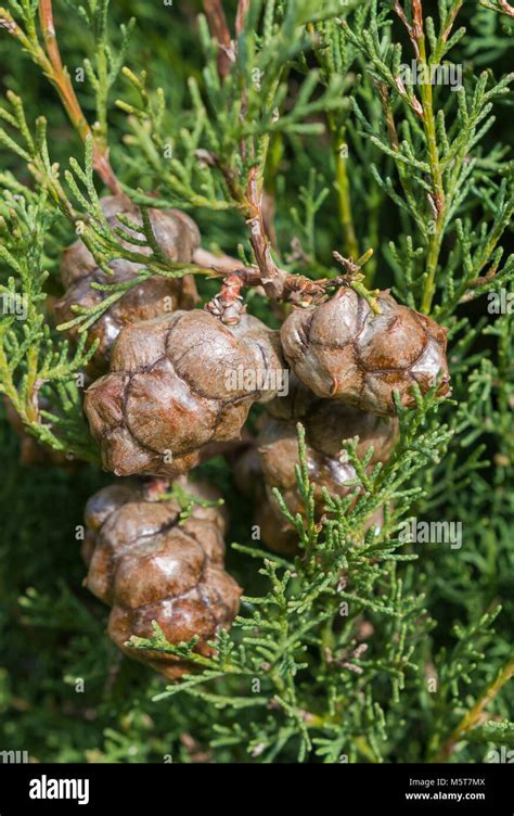 Leyland Cypress Cones