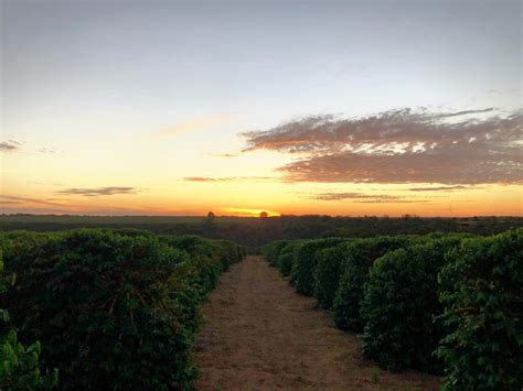 Café produzido pelo Grupo BMG no Cerrado Mineiro é eleito o melhor do