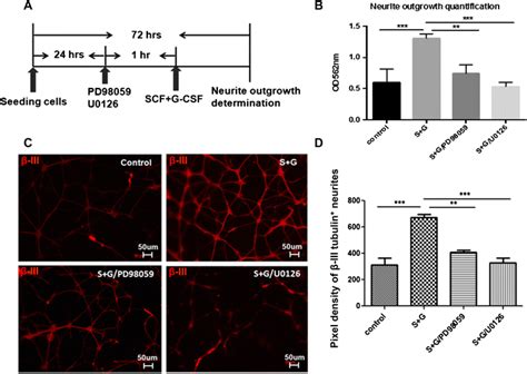 The Activation Of Mekerk Signaling Is Required For Scf Download