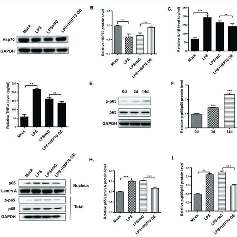 Hsp Attenuates Lps Induced Inflammation In Microglia Bv Cells