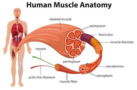 Premium Vector | Human muscle anatomy diagram