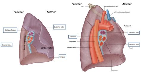 Left Lung Diagram Quizlet