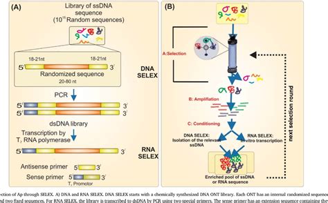 Figure From Recent Advances In Aptamerarmed Multimodal Theranostic