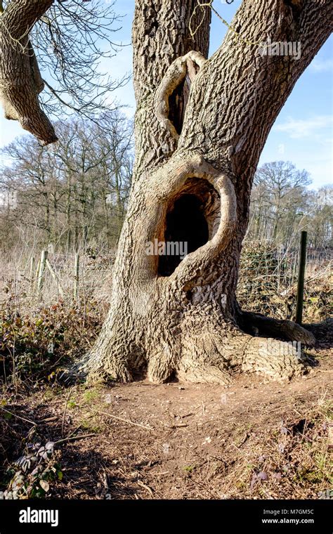 Arbre avec un trou en forme d oreille étrange dans son tronc Parc