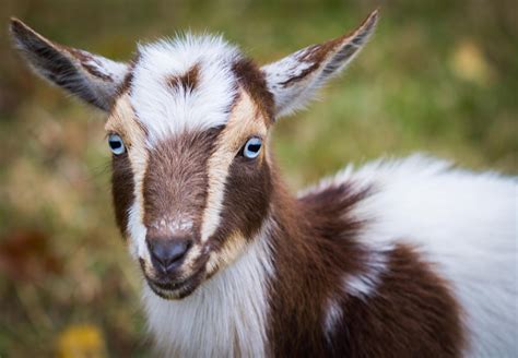 Nigerian Dwarf Goats — Dry Hollow Farm