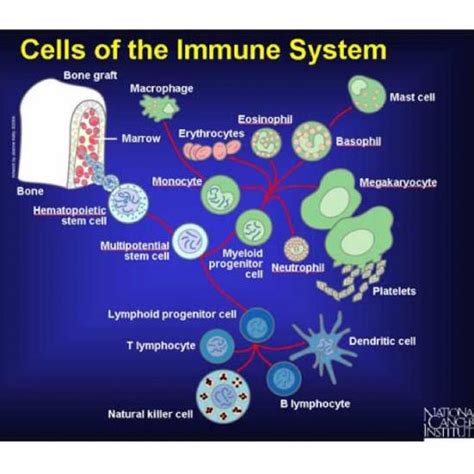 Cancer Immunotherapy Cancerquest