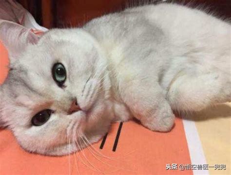 买了一只小奶猫，喂养8个月后画风突变，闺蜜看后：这还是猫？