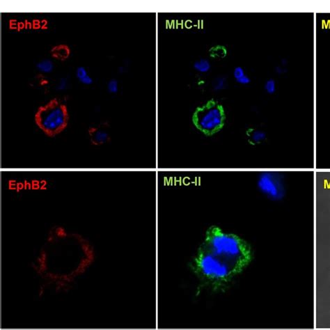 EphB2 Expression On BMDCs Can Be Modulated By Ligation With Toll Like